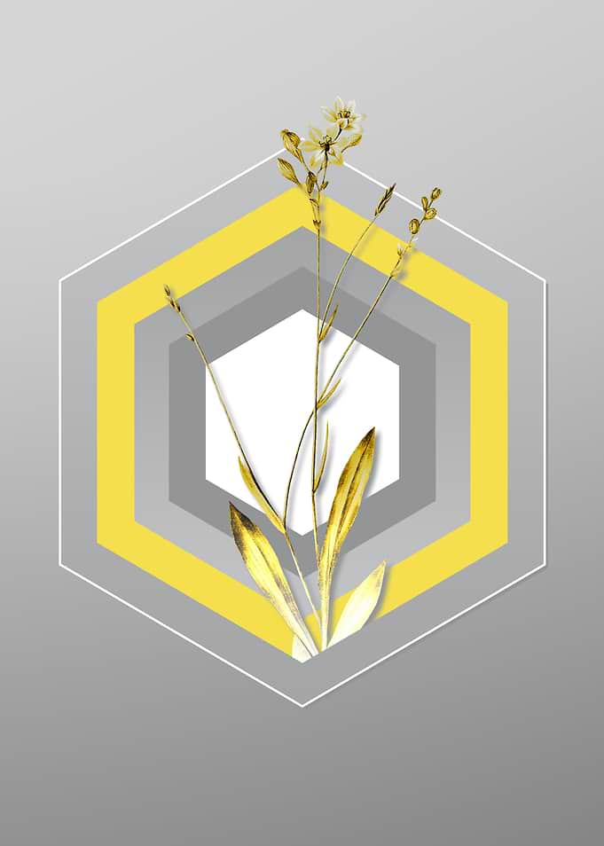 Gray and Yellow Gladiolus