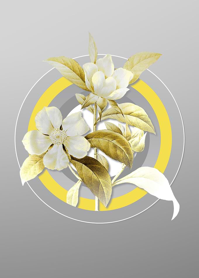 Gray Golden Guinea Vine