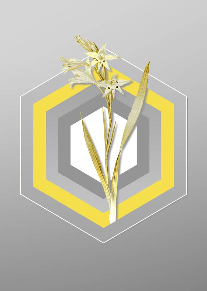 Gray and Yellow Gladiolus