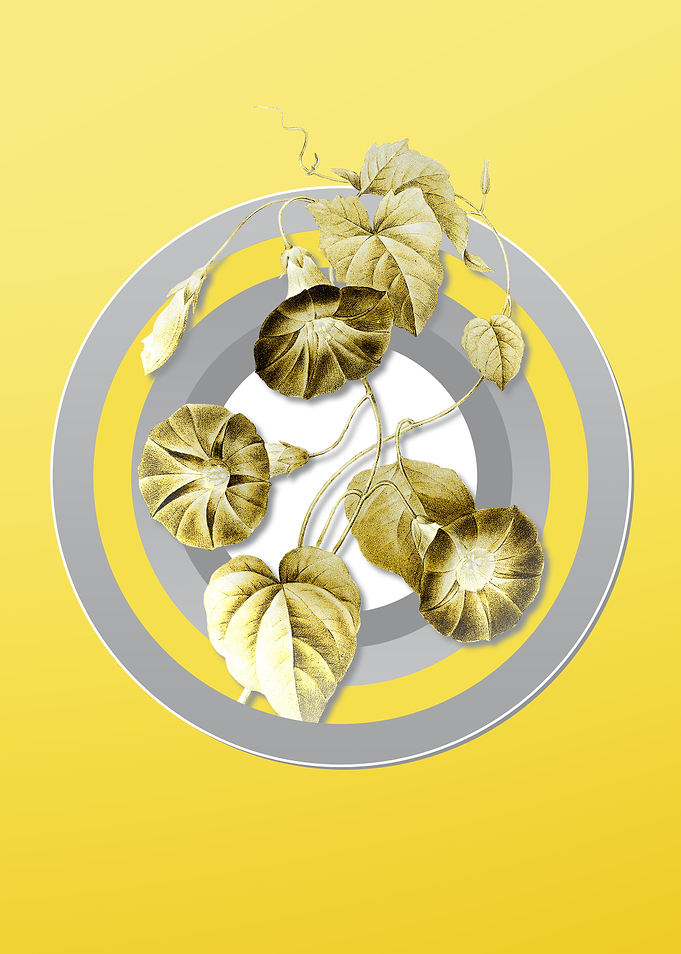 Yellow Morning Glory Flora
