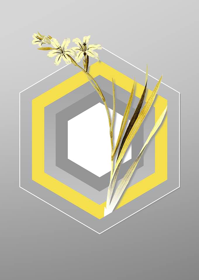 Gray and Yellow Gladiolus