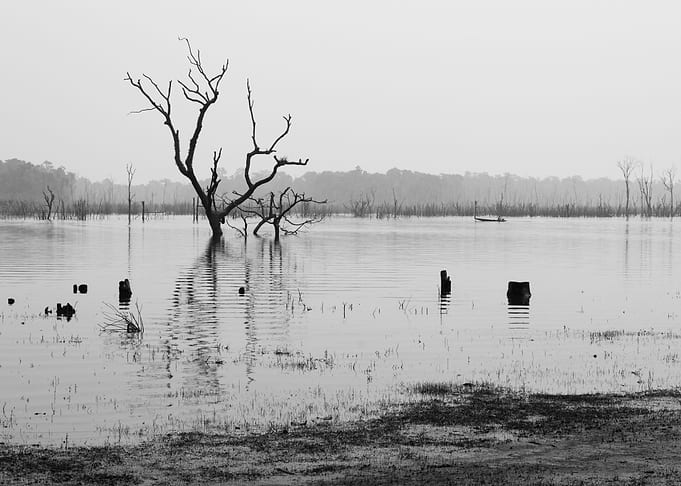 Lonely tree in river