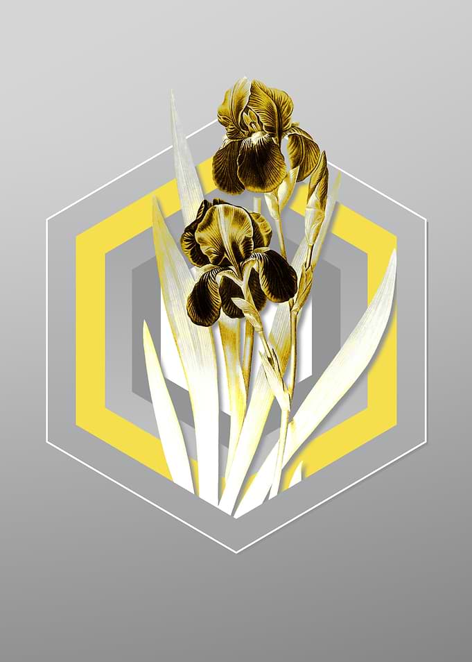 Gray and Yellow Iris Flora