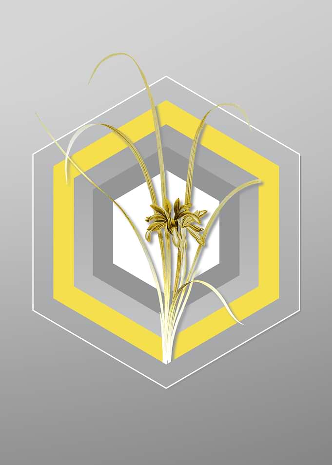 Gray Iris Art Illustration