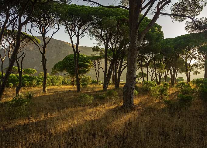 Naturally Trees