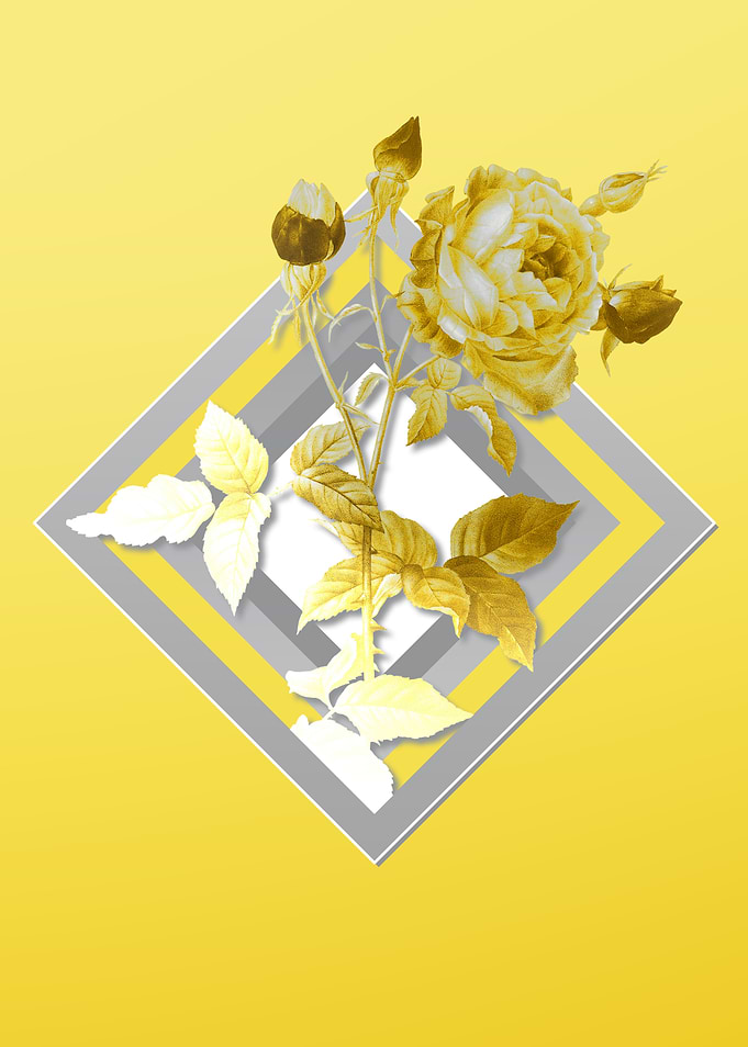 Yellow Provence Rose Flora