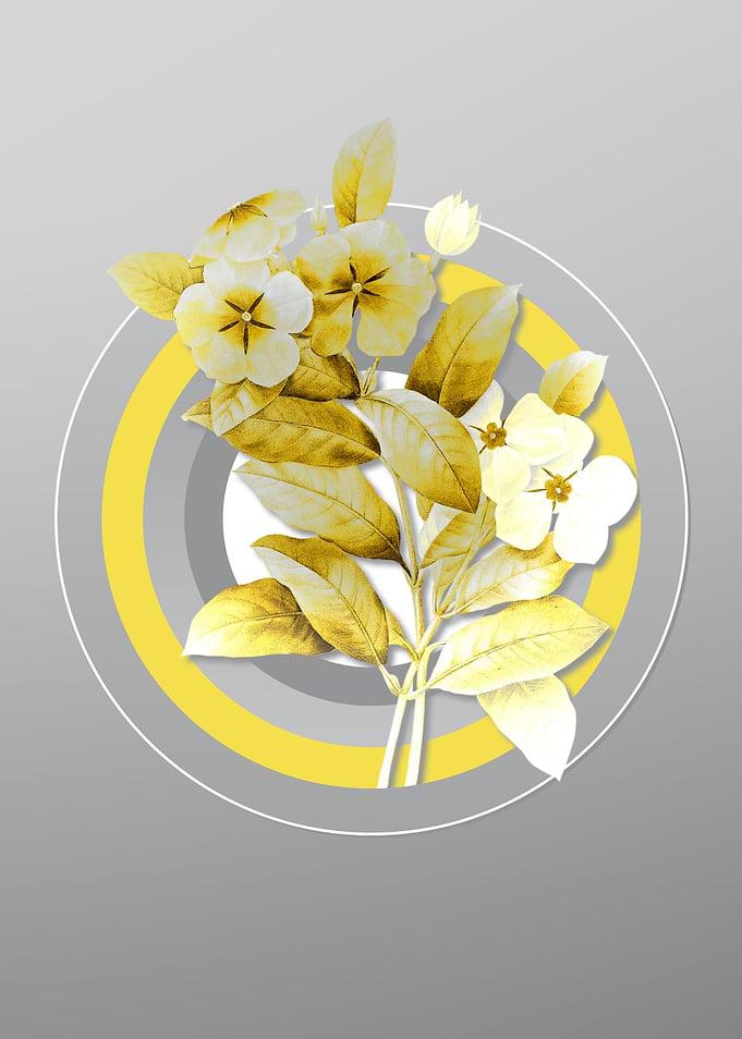Gray and Yellow Periwinkle