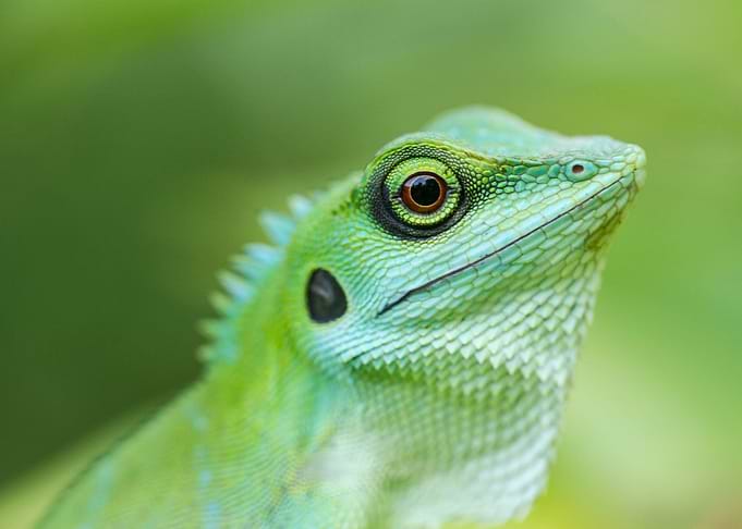 Gecko head