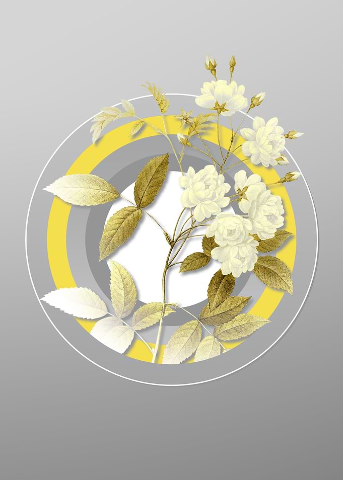 Gray Lady Banks Rose Flora