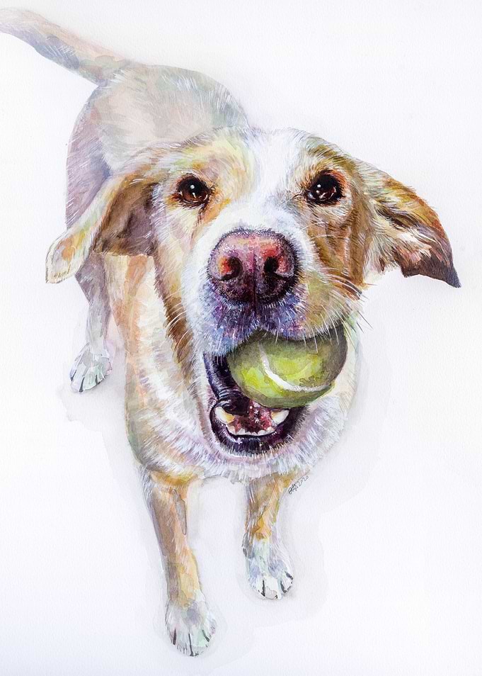 Narla the Lab Collie
