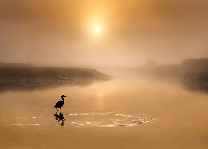 Bird at sunset