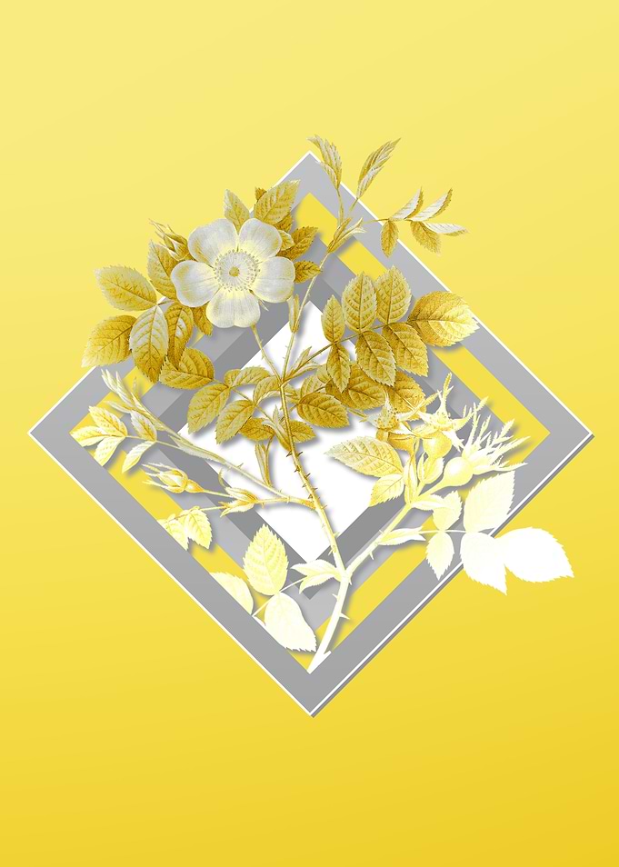 Yellow Rose Illustration