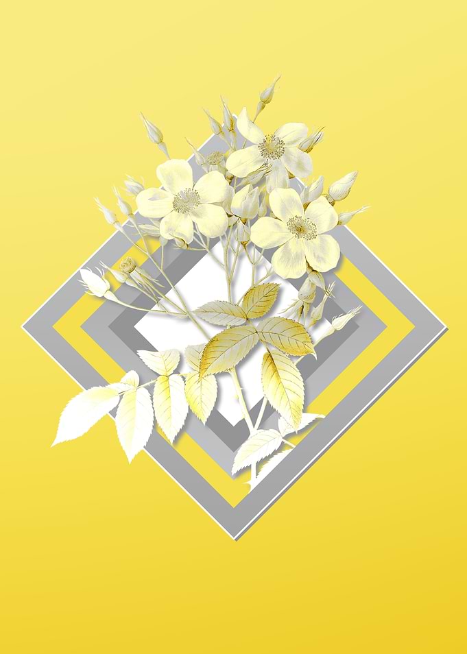 Yellow Musk Rose Flower