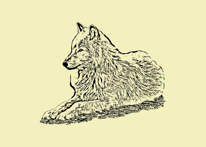 Wolf