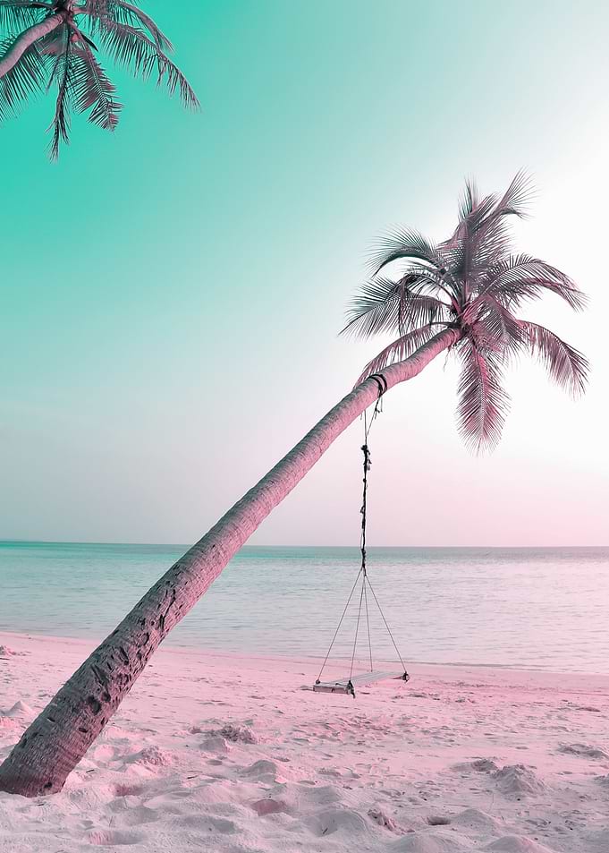 palm tree