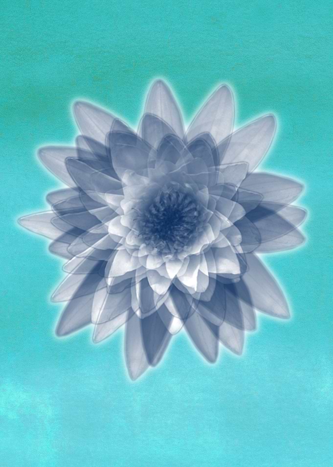 Lotus flowers in blue