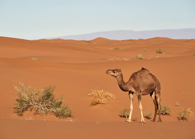 Camel in the desert
