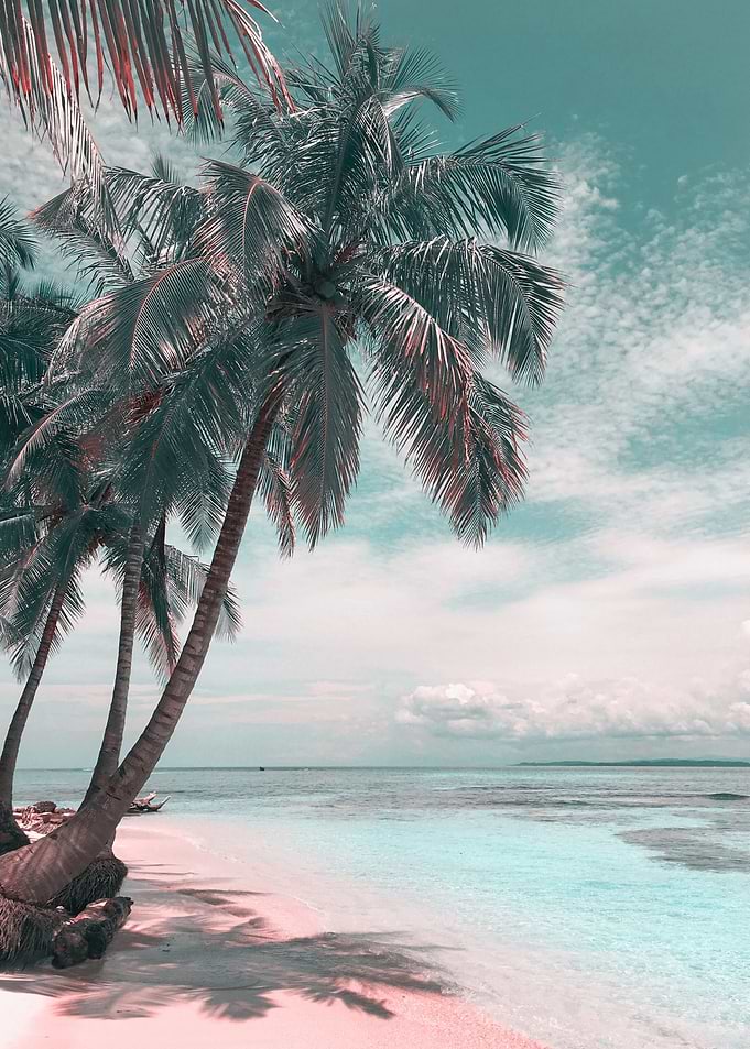 palm tree