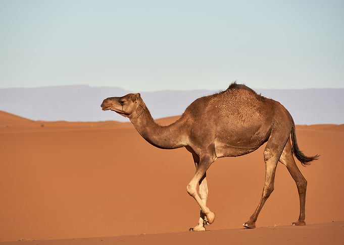 Camel in the desert