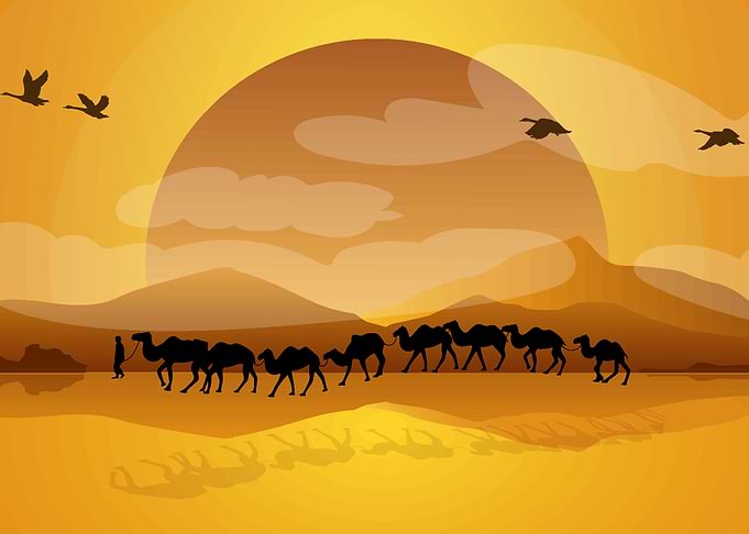 camels in the desert