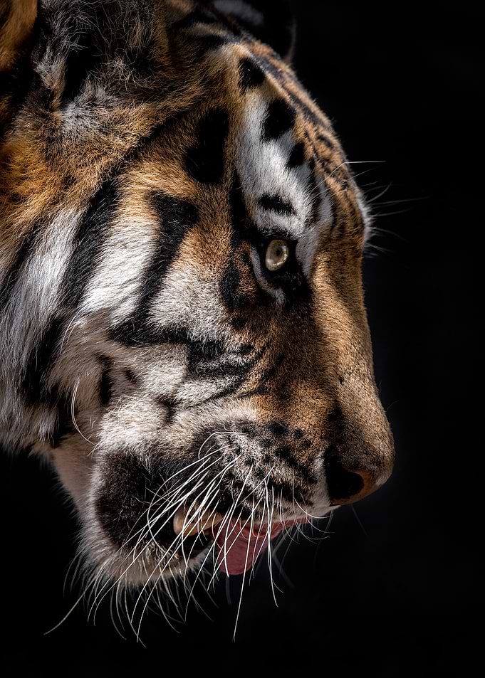 wild tiger head poster