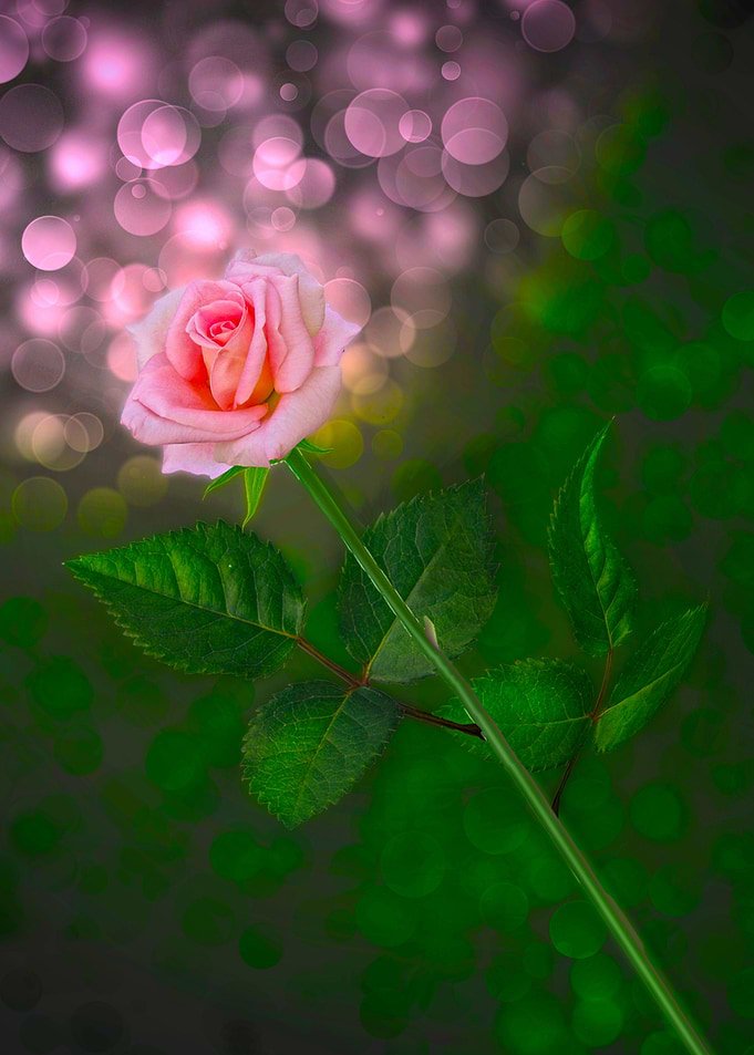 pink rose