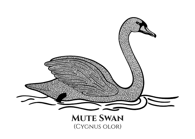 Swan Art with Latin Name