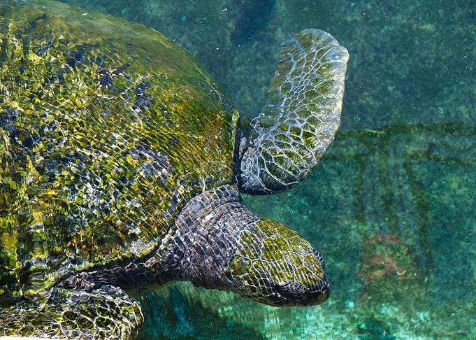 Clear waters