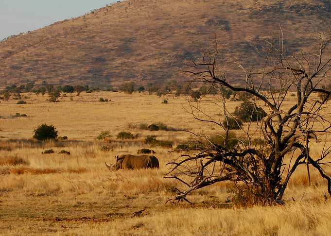 The lonely rhino