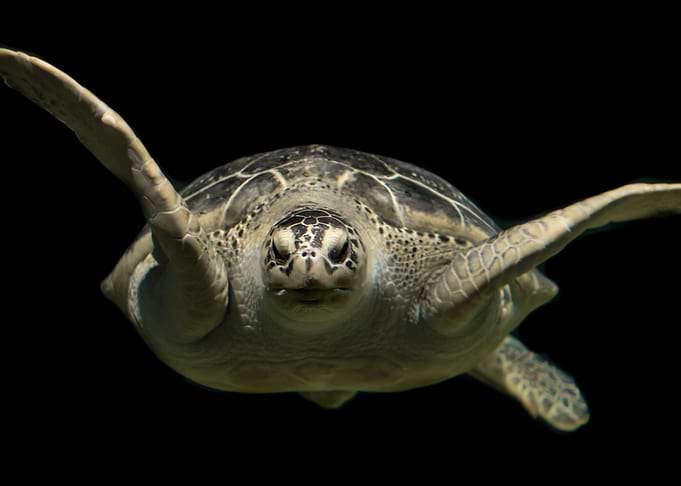 Turtle Lore