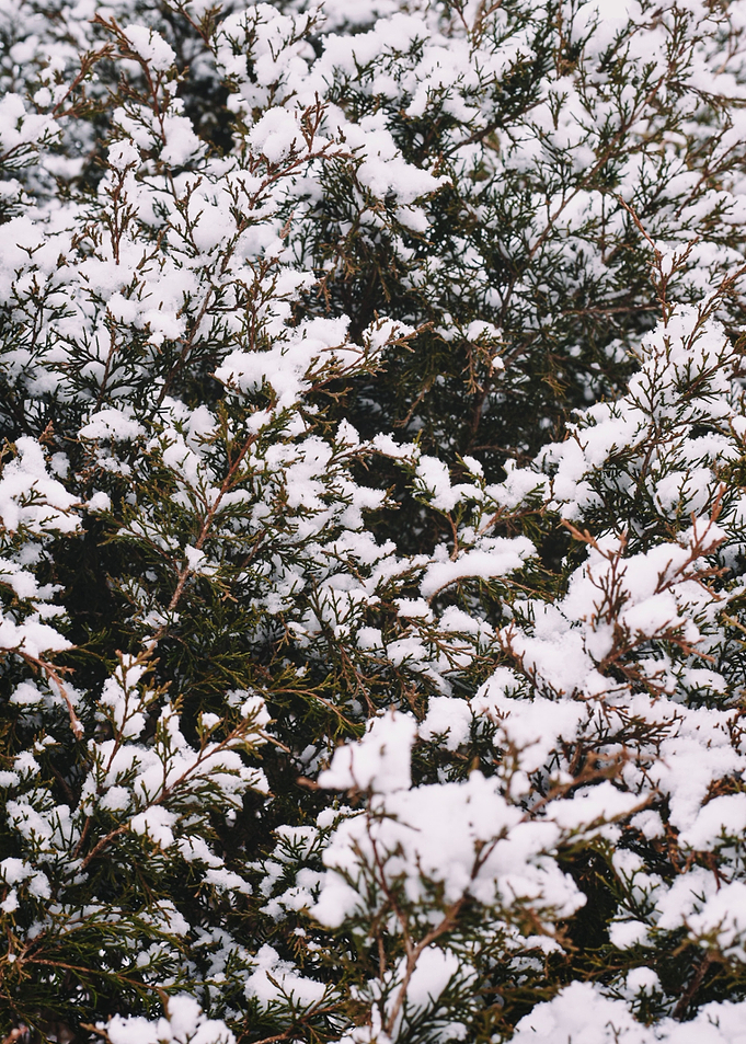 Winter Forest II