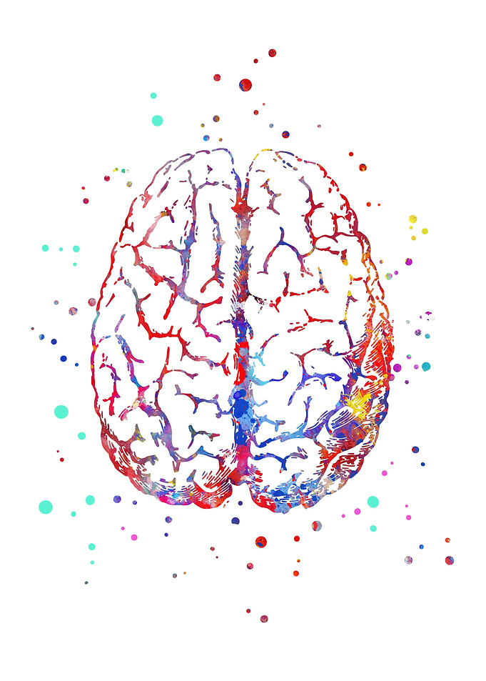Brain