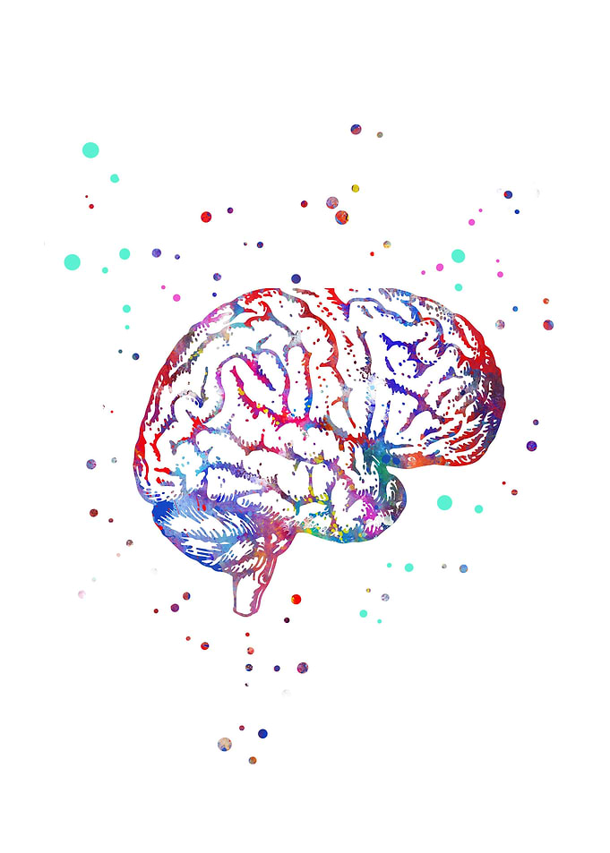 Brain