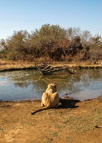 Lion at the water point