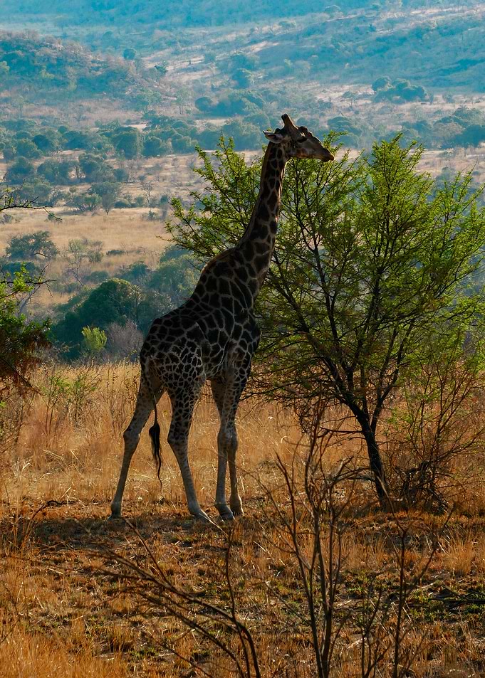 Giraffe meal