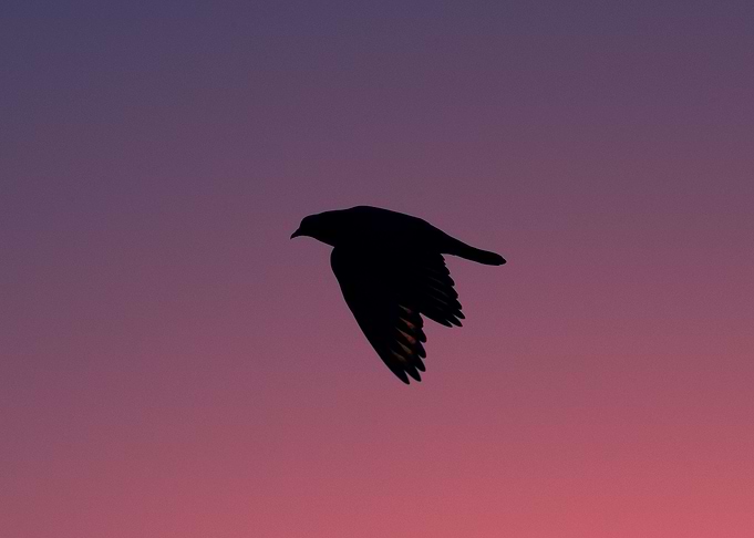 Cyber Bird