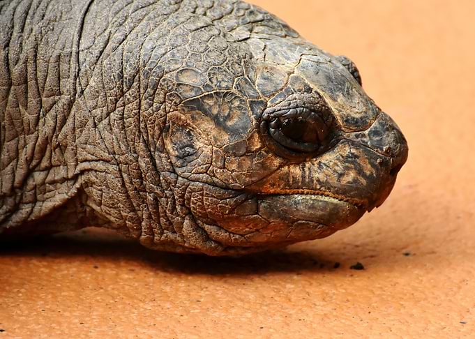 Turtle Head