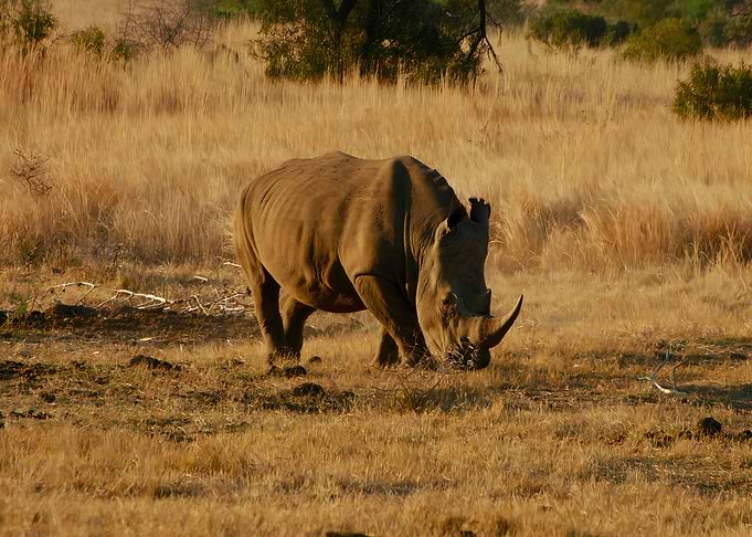 The rhino meal