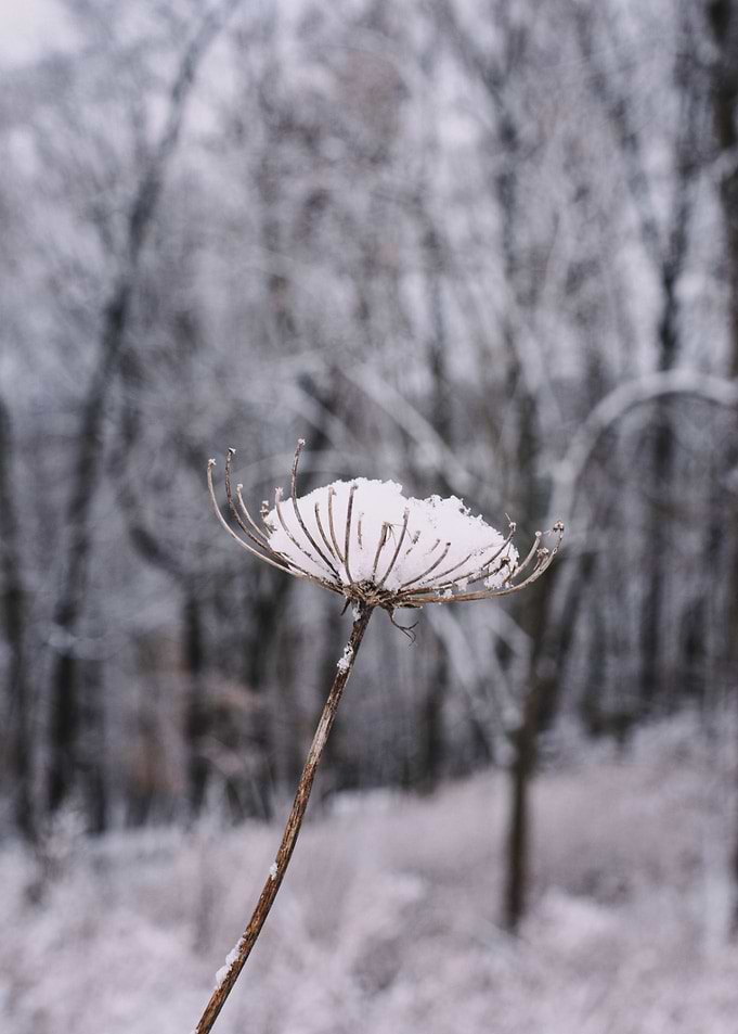 Winter Forest III