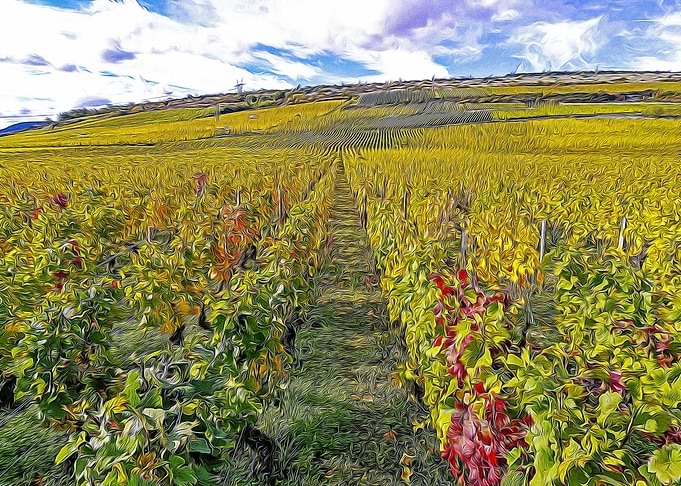 Burgundy during the autumn
