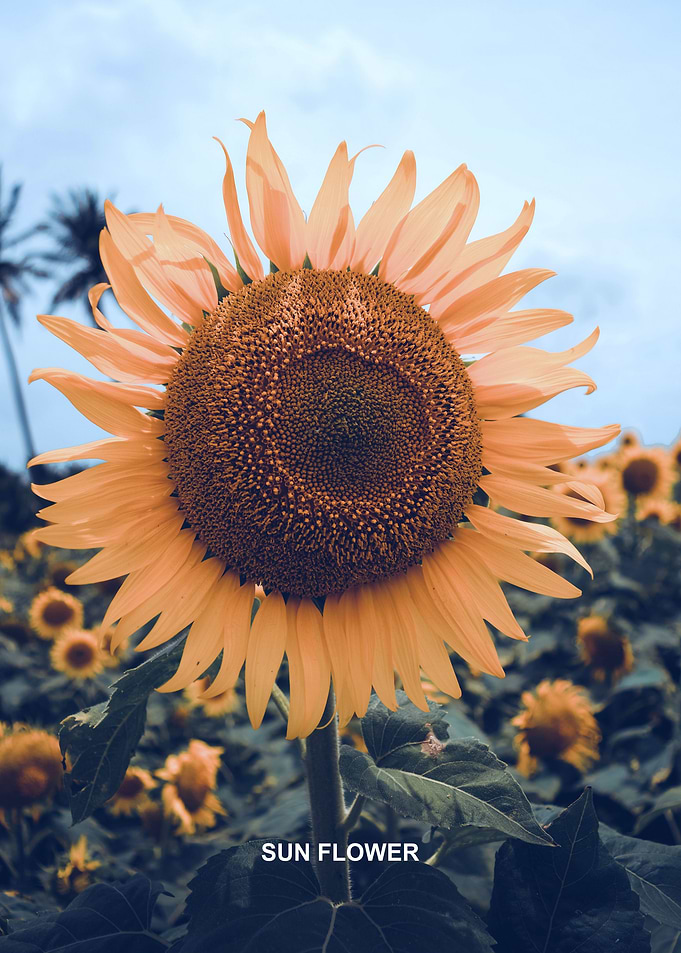 Sunflower
