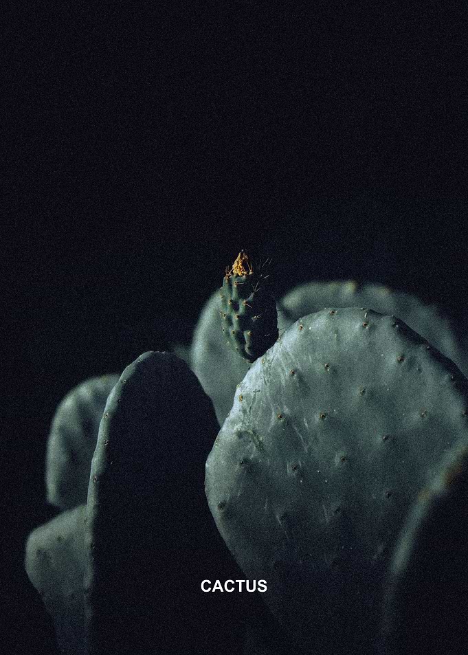 Cactus