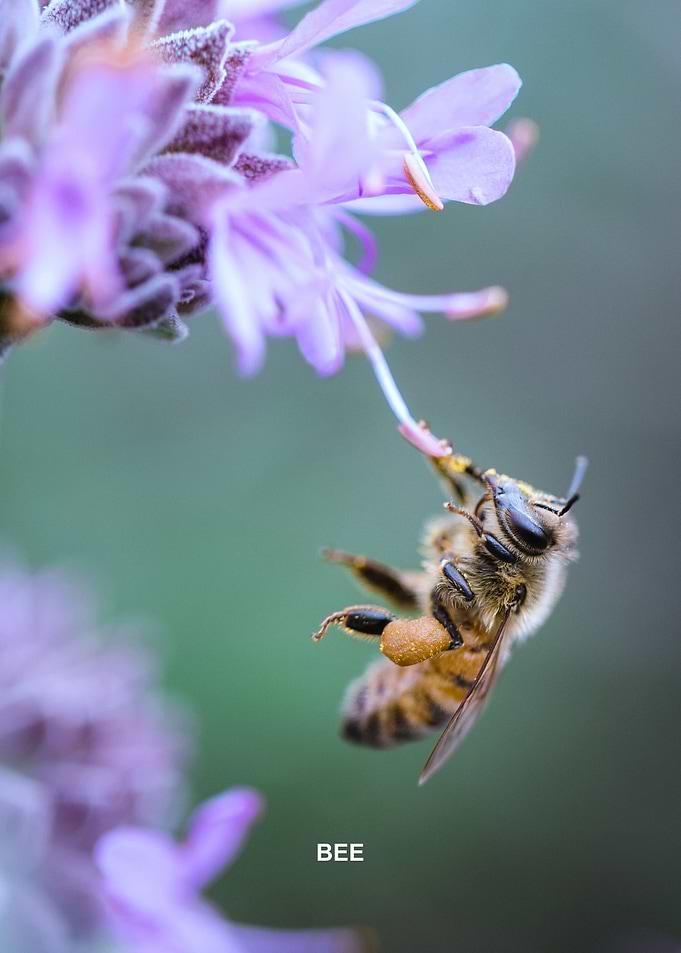 Bee