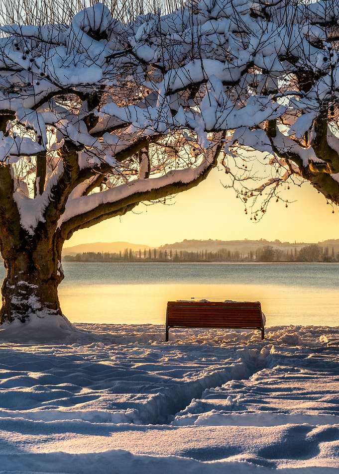 golden winter