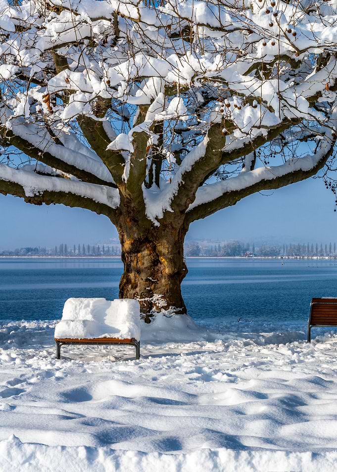 winter dream