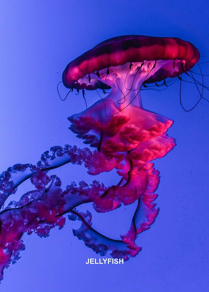 Jellyfish