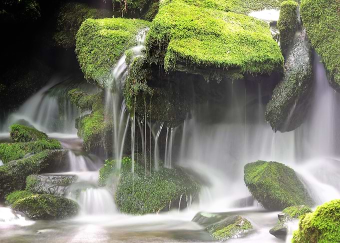 Moss laden