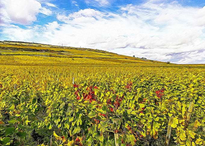Burgundy during the autumn