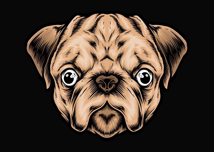 Cute puppy head