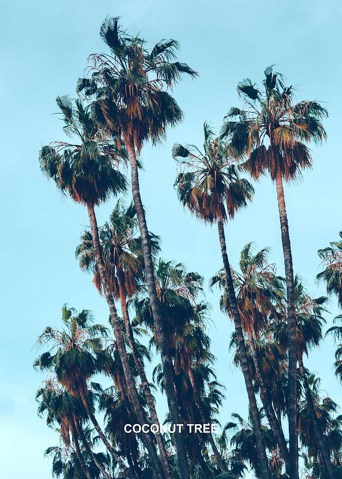Coconut Tree
